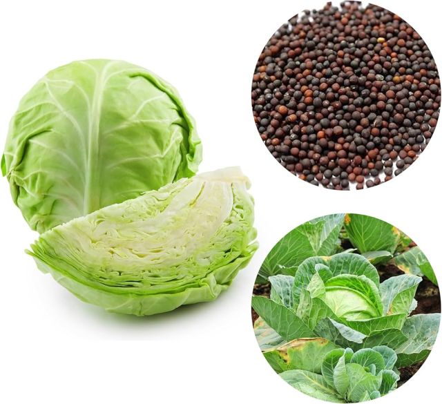 Yuvkarshaka Agro Farm Premium Cabbage Seeds – patta gobhi, Organic Cabbage Seeds for Planting - (Pack Of 2)